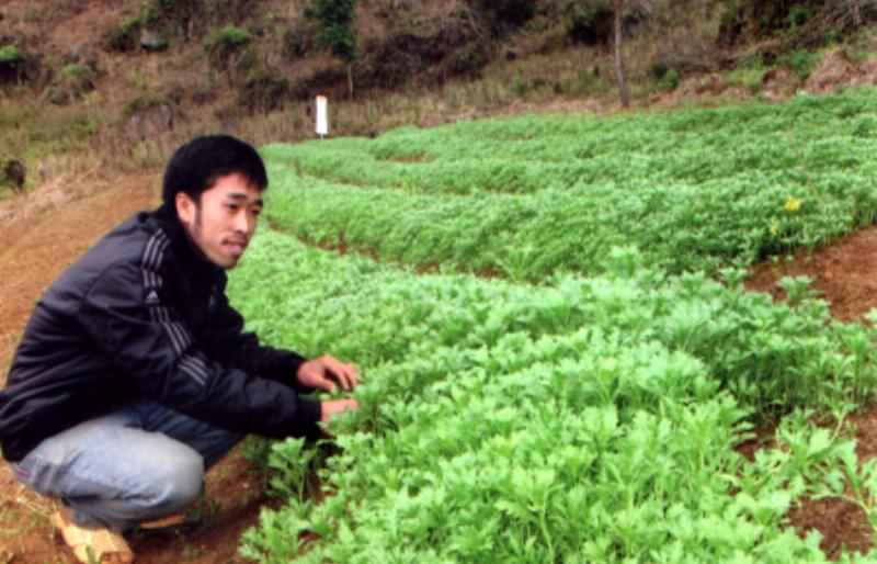 Anh thanh niên chăm sóc vườn rau trên đỉnh Yên Sơn