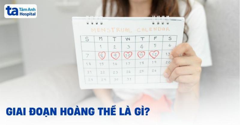Biểu đồ minh họa sự thay đổi nồng độ hormone trong chu kỳ kinh nguyệt nữ, liên quan bài 24 sinh 12