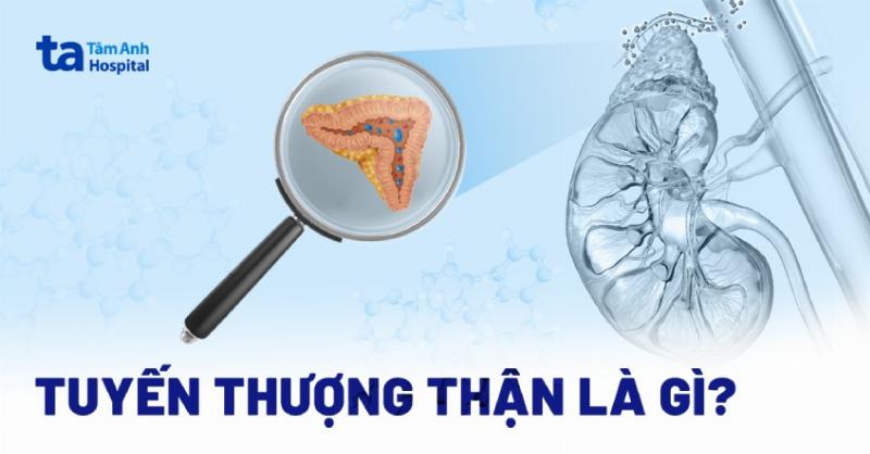 Sơ đồ cơ chế điều hòa sinh sản ở động vật có xương sống, trọng tâm bài 24 sinh 12
