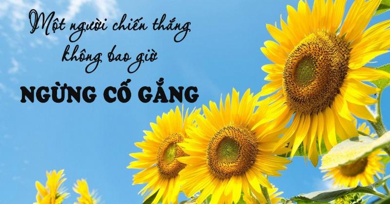 Cố gắng học tập