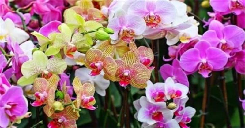 Hình ảnh minh họa cách tưới nước cứu cây bị héo, có thể là tưới gốc hoặc ngâm chậu