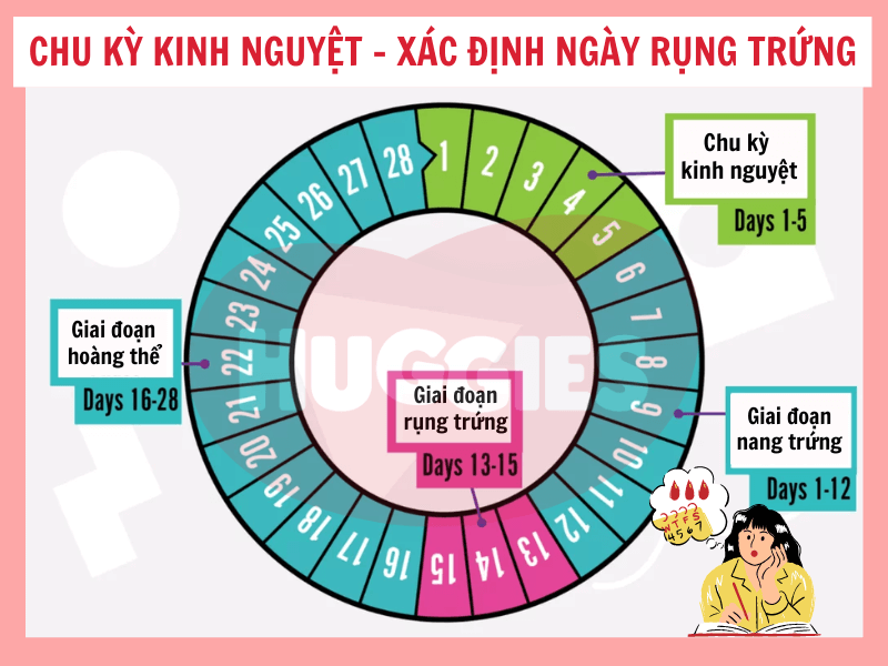 Cac buoc giai bai 1 trang 36 toan 8 theo mot quy trinh ro rang de hieu
