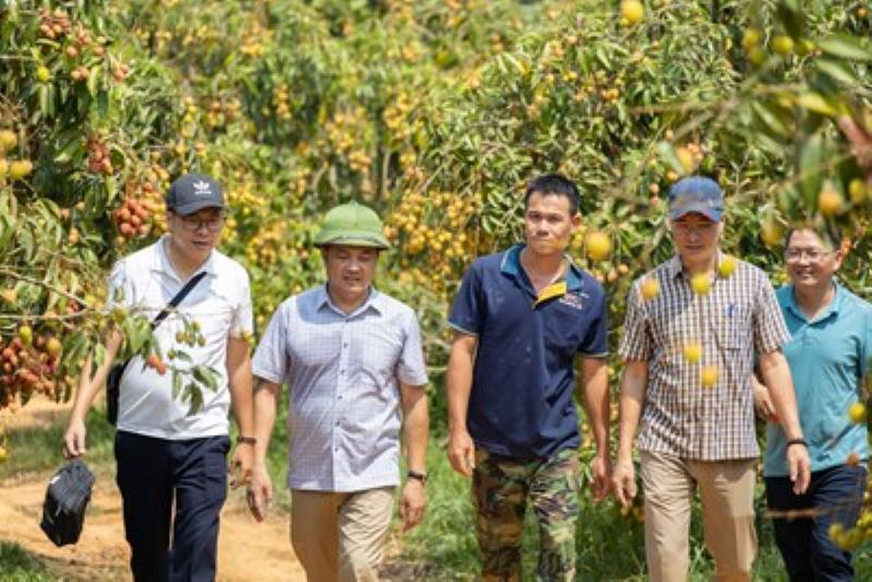 Hình ảnh cánh đồng lúa xanh mướt, rộng lớn thể hiện ngành nông nghiệp chủ lực của vùng trong địa lý 9 bài 37