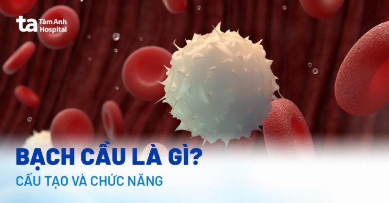 Sơ đồ cấu tạo chung của tế bào nhân thực, thể hiện các phần chính và bào quan
