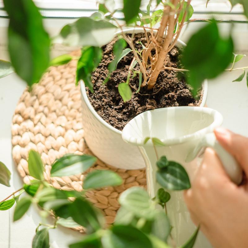 Hình ảnh các dấu hiệu nhận biết cây bị héo khi thiếu nước như lá rũ, đất khô