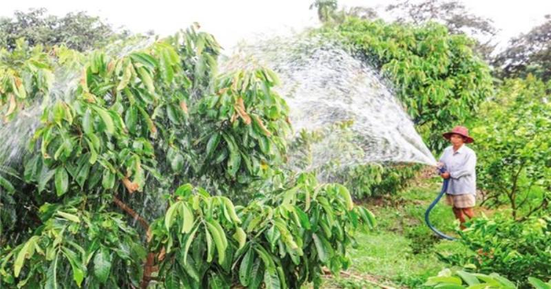 Minh họa quá trình thoát hơi nước qua lá cây, liên quan đến việc cây bị héo khi thiếu nước