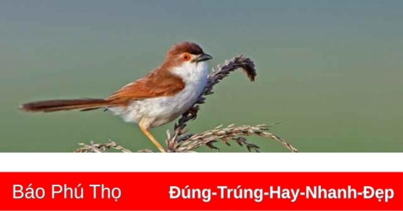Chim Họa Mi Bắt Chước Tiếng Hót