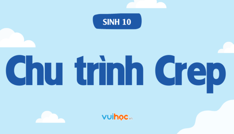 Sơ đồ chu trình Krebs