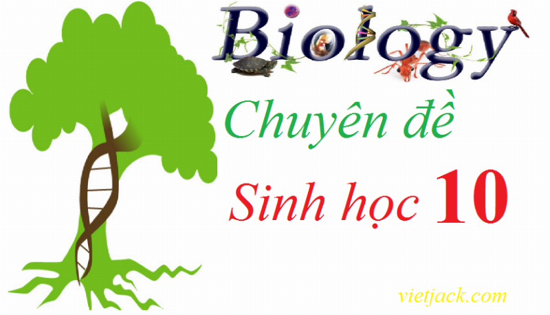 Các giai đoạn hô hấp tế bào