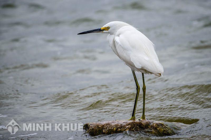 Học hỏi từ hình ảnh con cò chế lan viên trong bài thơ - biểu tượng tình mẹ con.