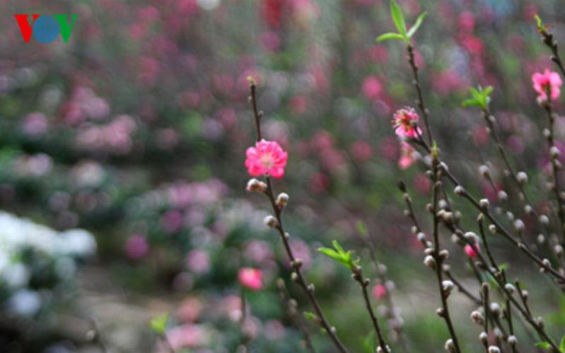 Gia đình cùng nhau học nội dung bài Mùa Xuân Nho Nhỏ, đọc thơ, vẽ tranh