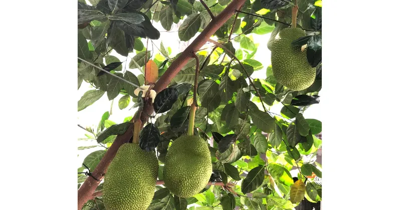 Không khí trong lành và mùi hương đặc trưng của buổi sáng sớm ở vùng quê với sương đọng trên cây cỏ