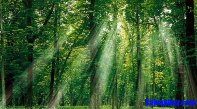 Hình ảnh con người Tây Nguyên gắn bó với thiên nhiên rừng núi, minh họa chủ đề và thông điệp về sự sống và đấu tranh trong nghệ thuật Rừng Xà Nu