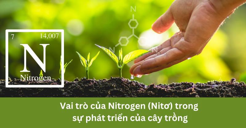 Hình ảnh minh họa phân bón chứa nitrogen cho cây trồng